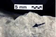 Foto (Detailansicht) von Decapoda indet. (NHMW-GEO-1990-0041-0122a)